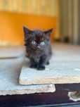 Коричневый котенок 2 месяца