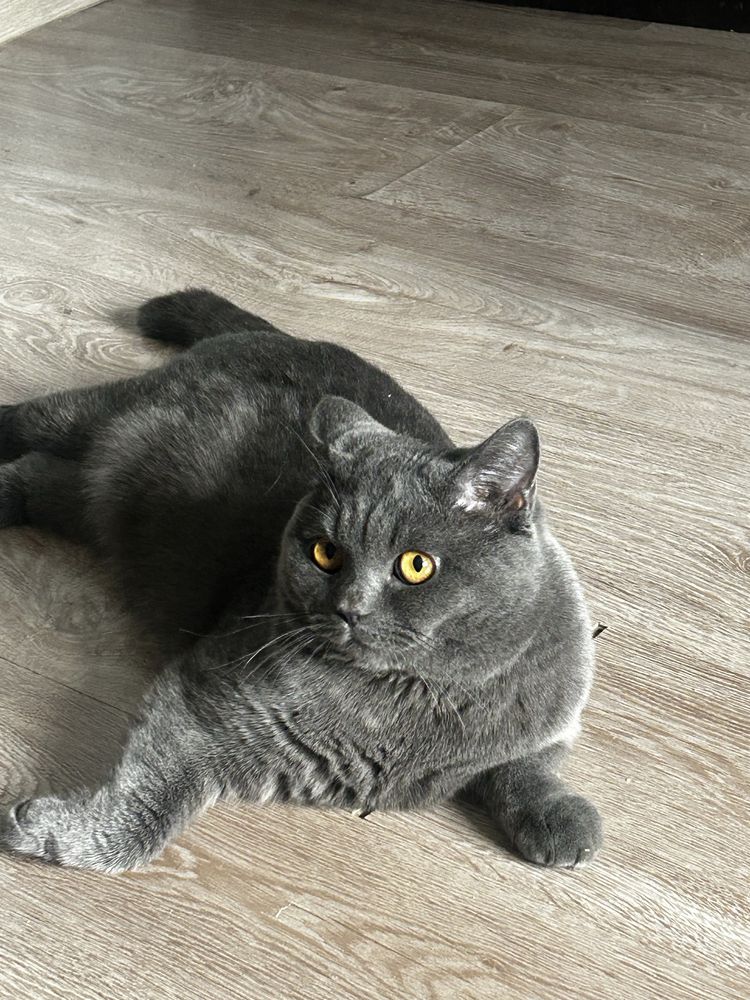 Кот породистый. Умный. Ласковый