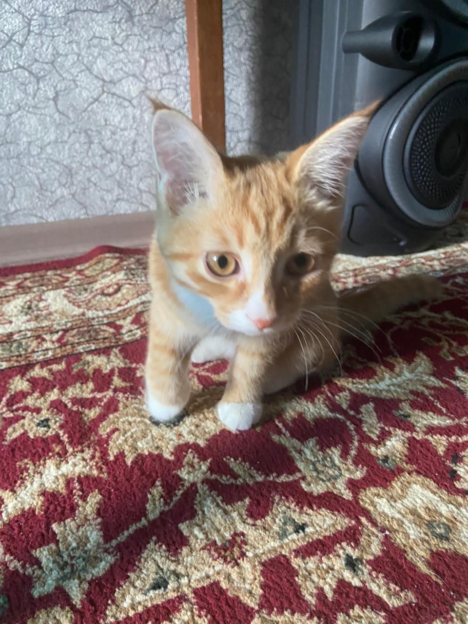 Кот ищет подружку