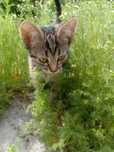 Котята в хорошие руки даром
