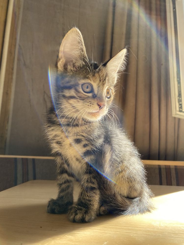 Котята отдам в хорошие руки.