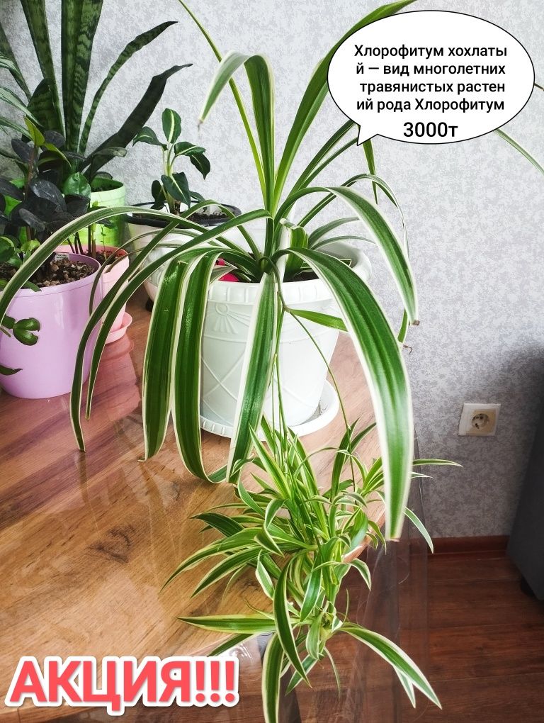 Продам комнатные растения