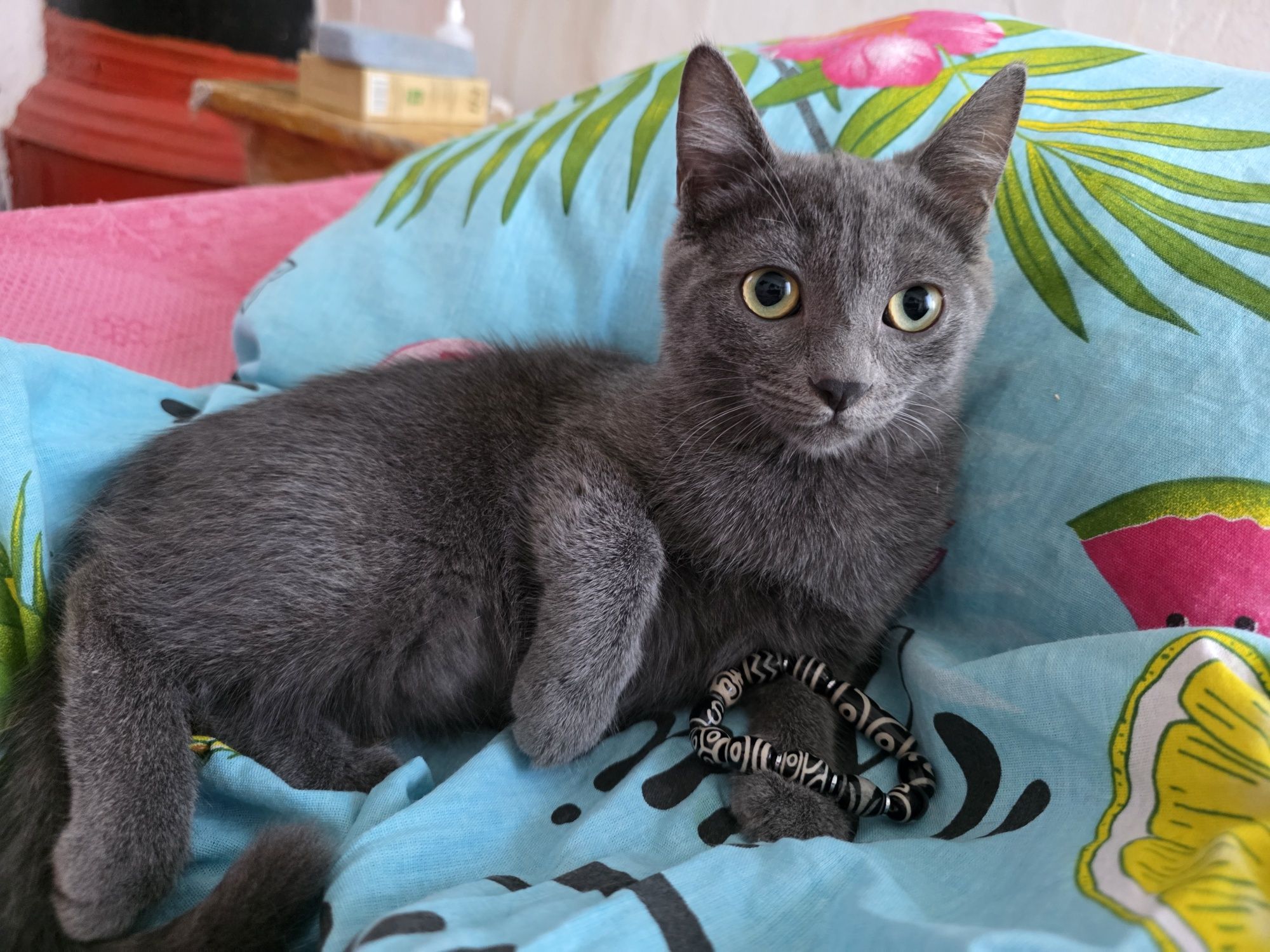 Умные котятки.  Котики.