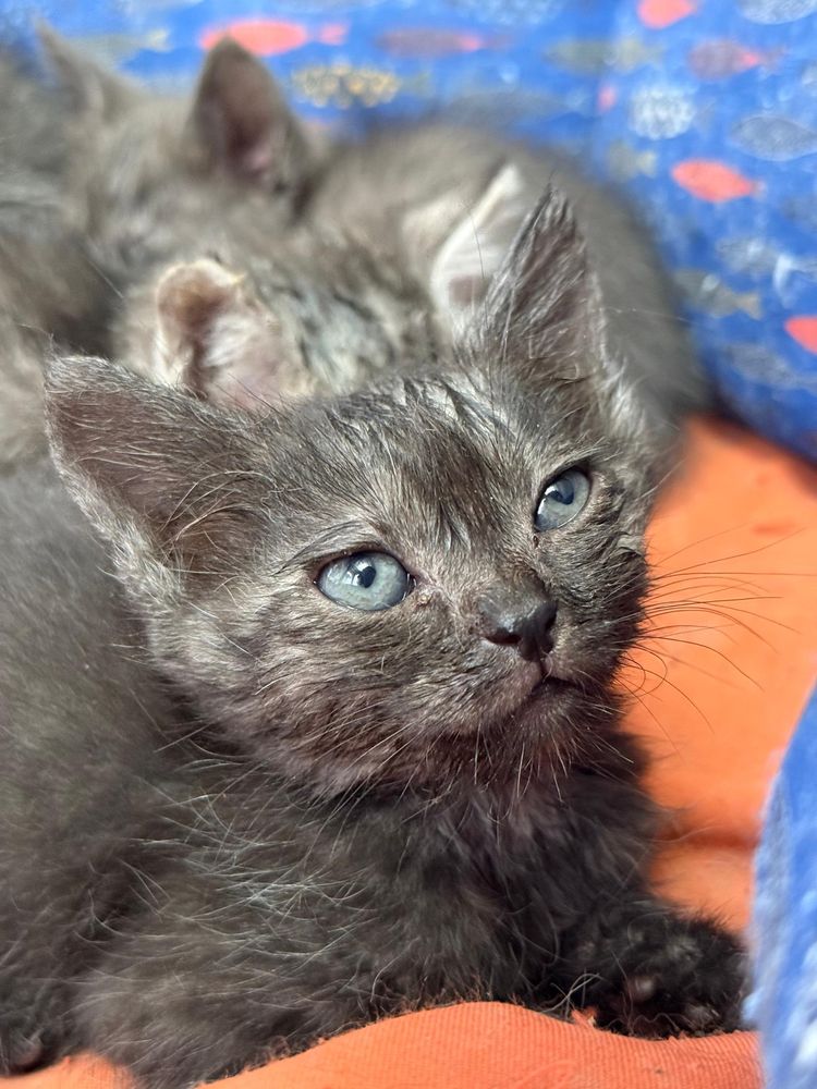Котята бесплатно отдадим  в добрые руки