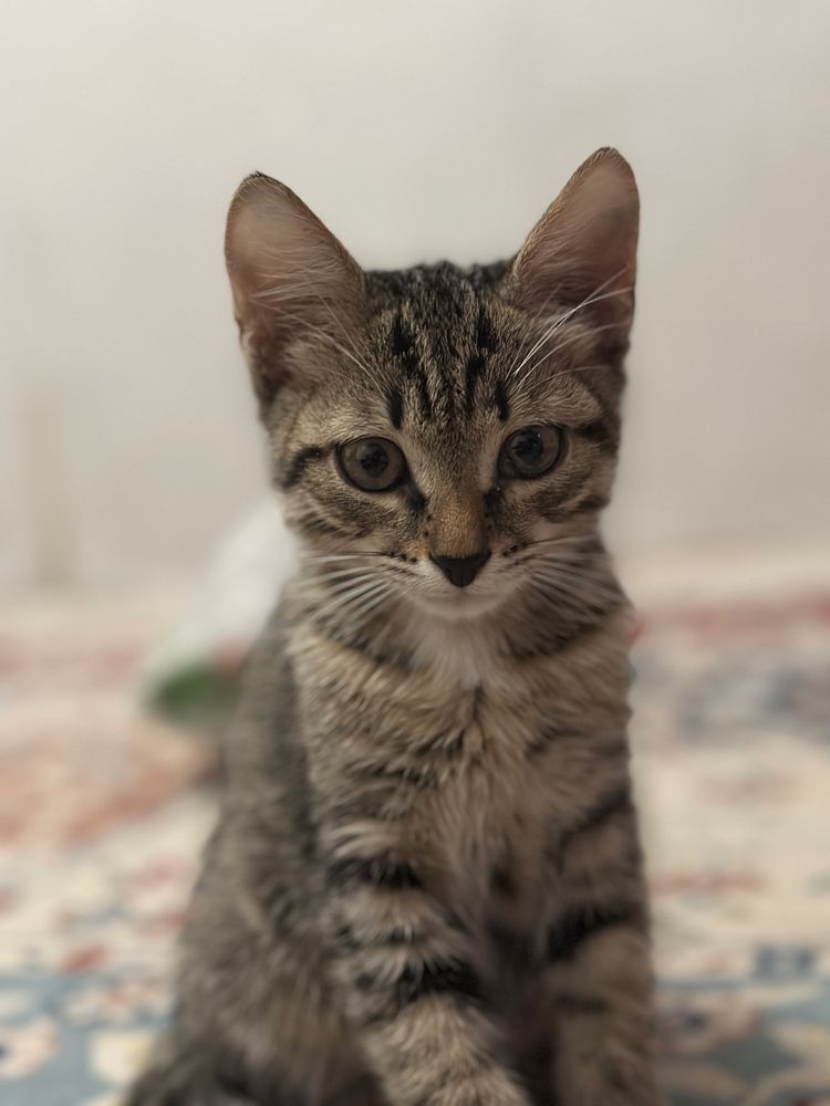 Кошка бесплатно отдам