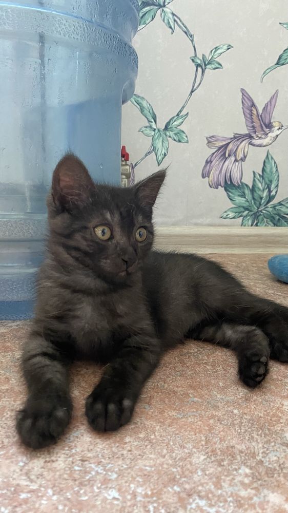 Котенок ищет дом