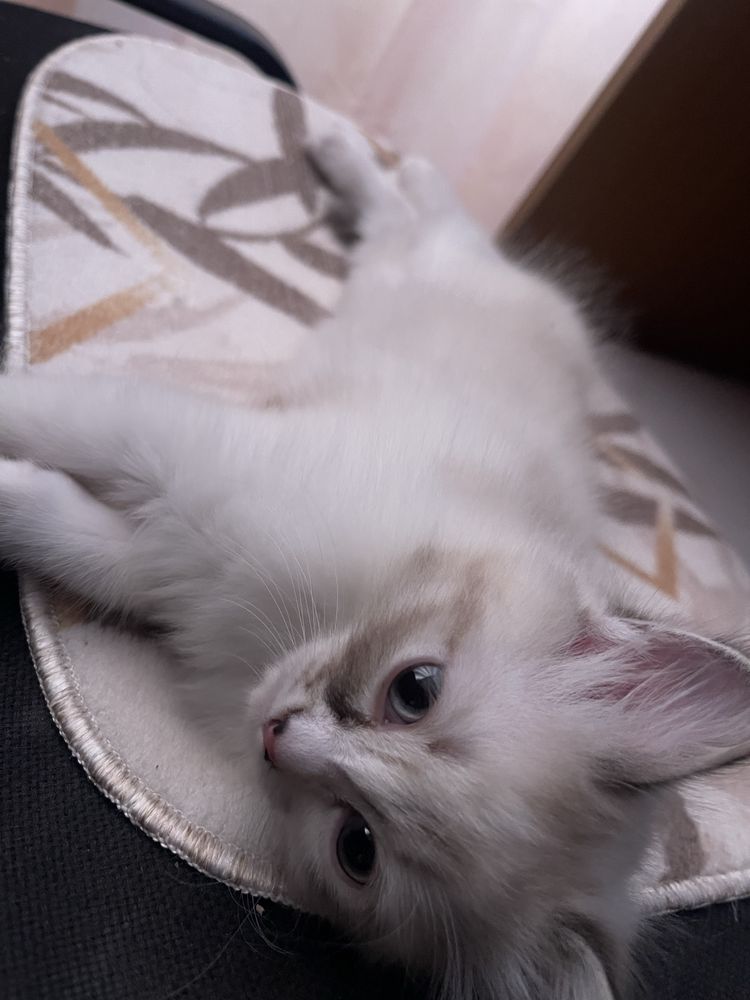 Кошка 1 месячная, девочка