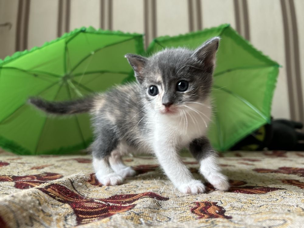 Отдадим котят в хорошие руки