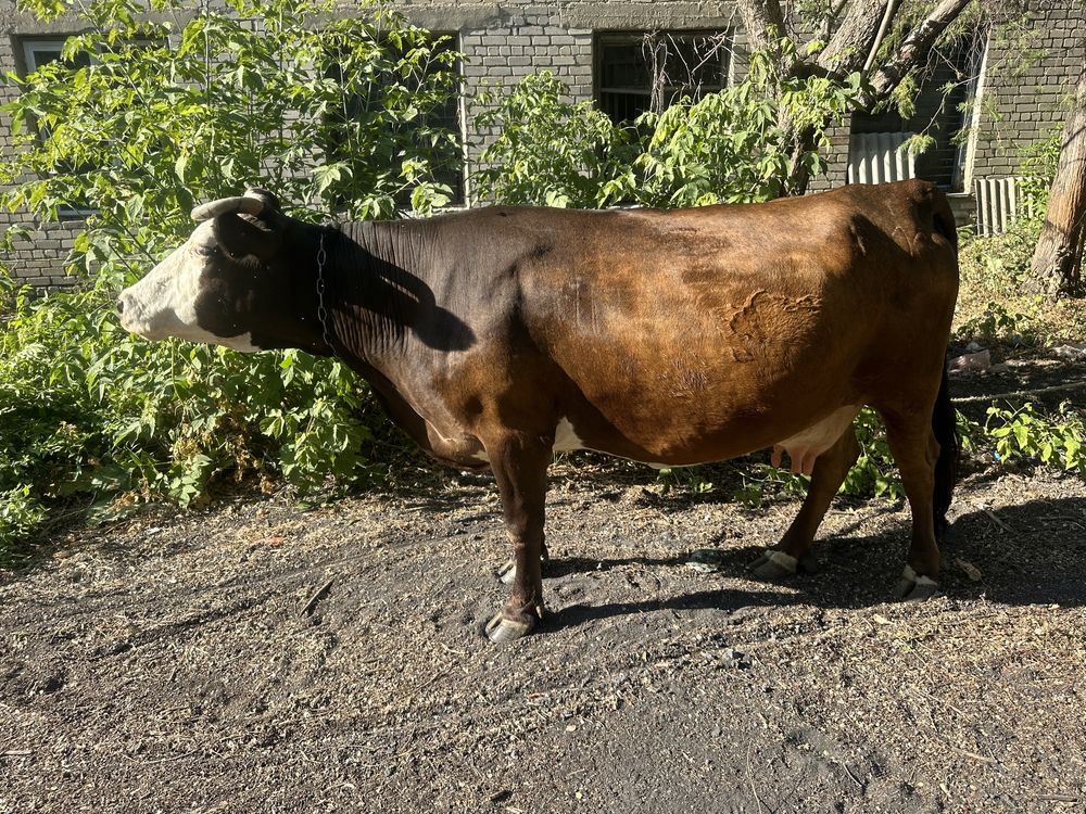 Продам стельную  корову