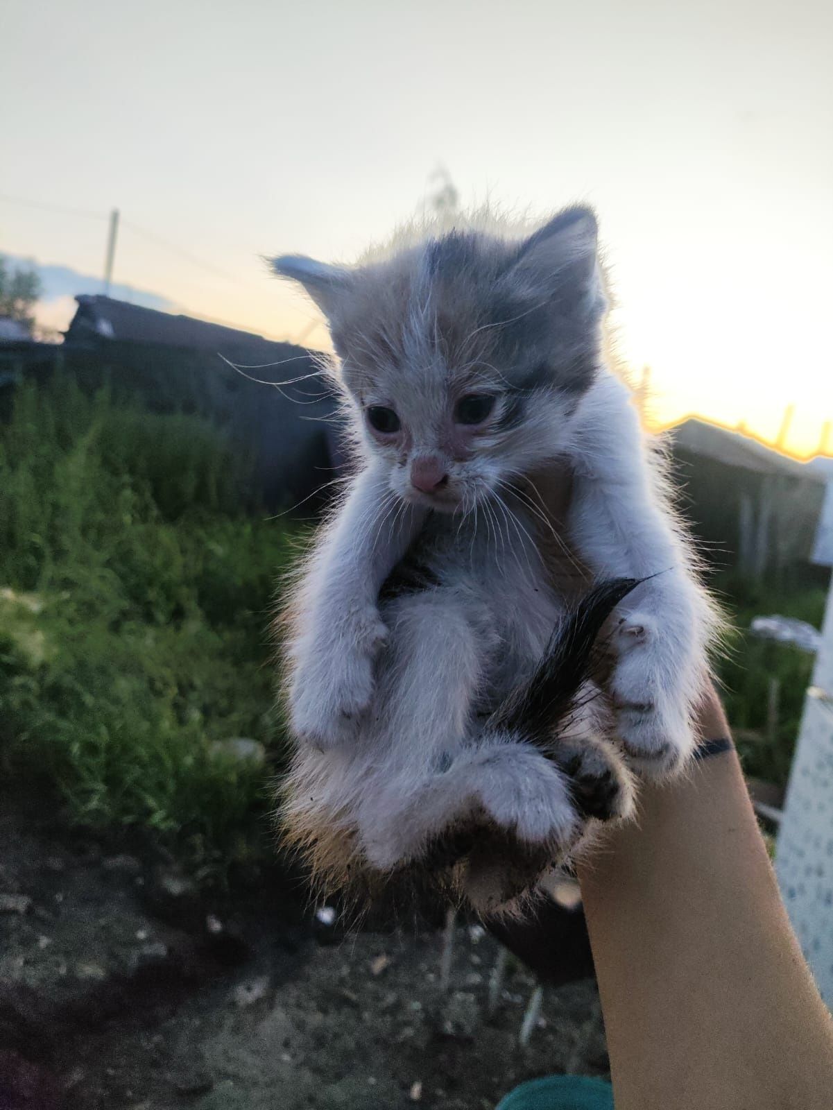Котята только в добрые ручки