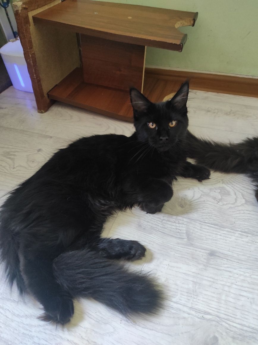 Котята мейн кун мальчики