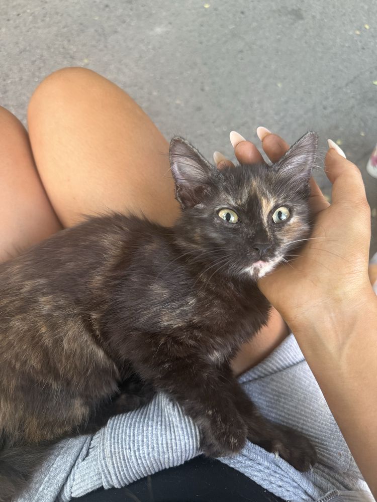Маленький котенок ищет дом