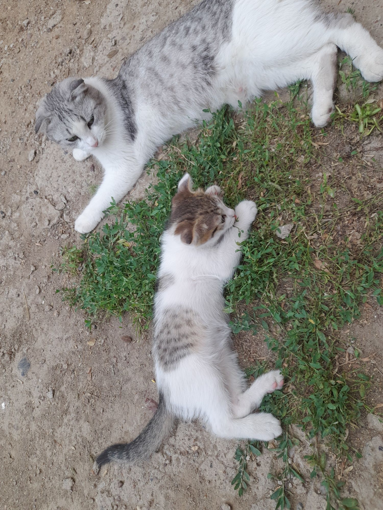 Бесплатно котята