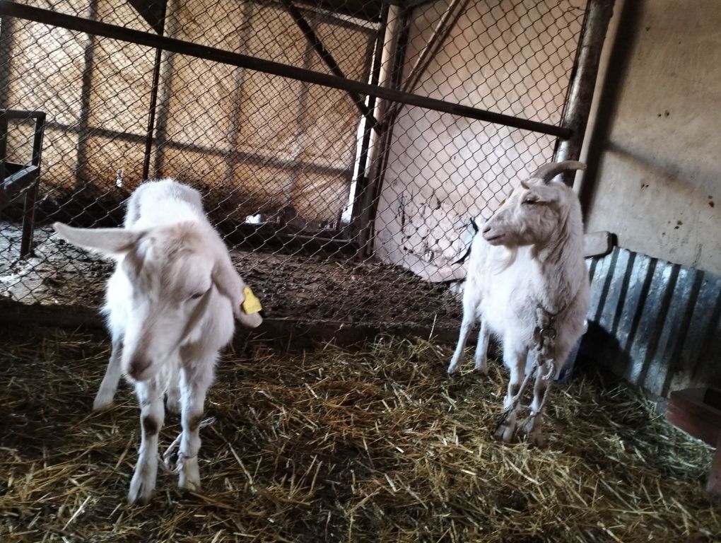 Занен ешкі.    .
