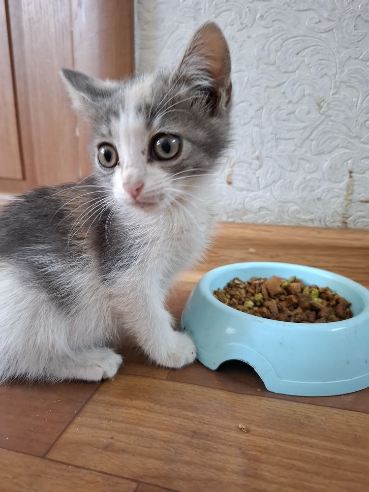 Котенок в добрые руки