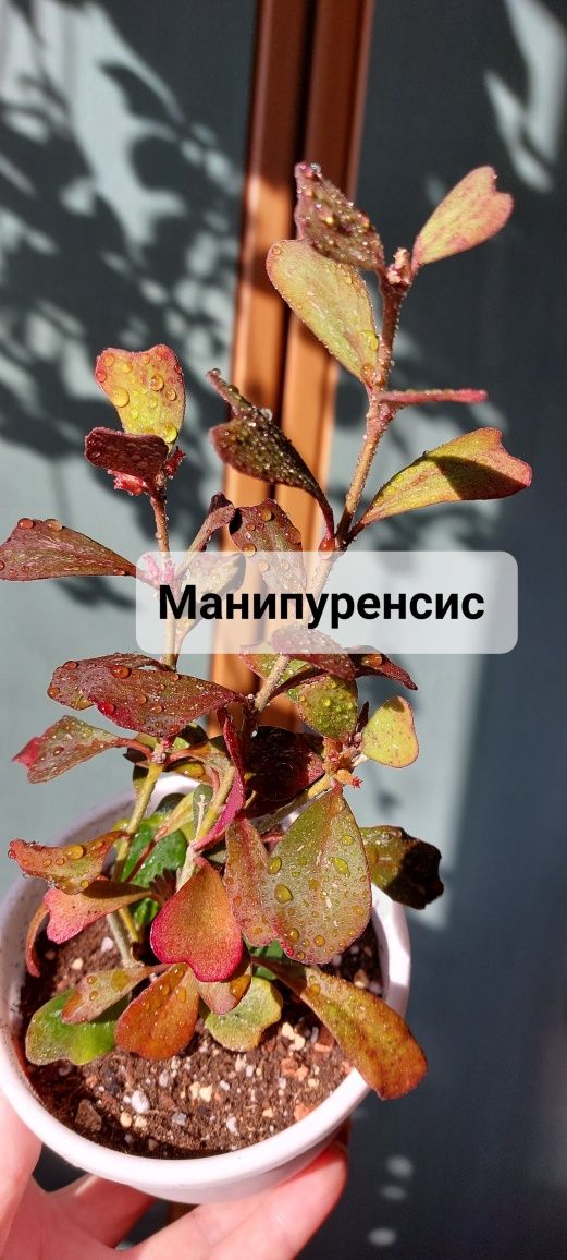 Хойи . Комнатные растения .