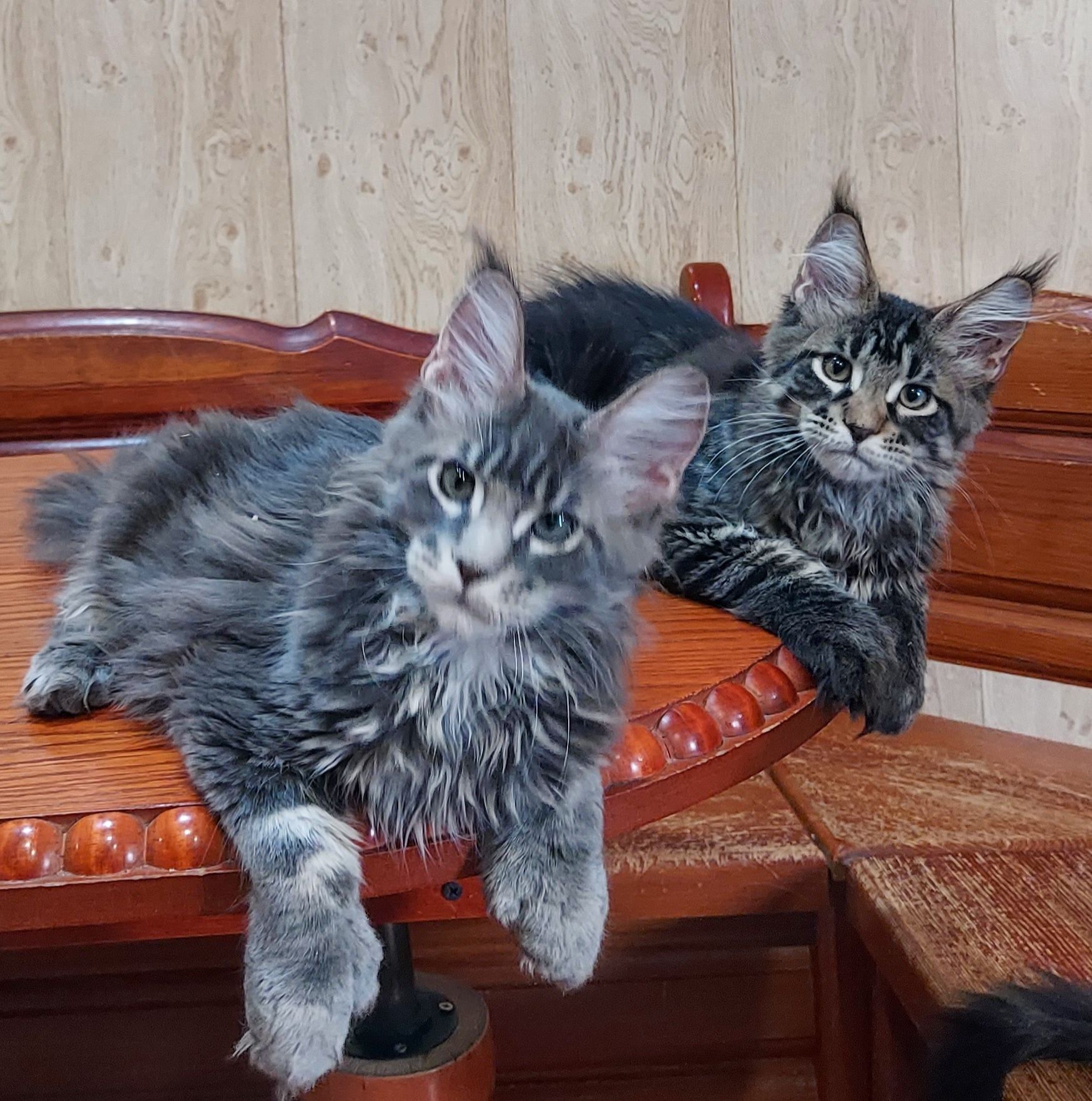 Продам котят мейн-куна