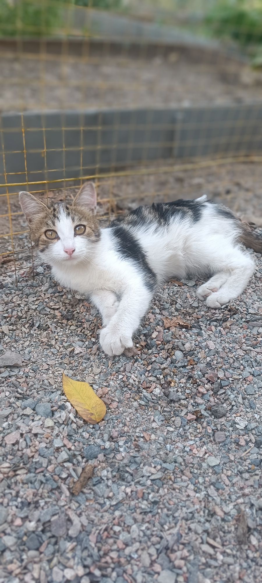 Котенок Мать Крысоловка