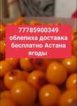 Облепиха Смородина шиповник рябина ранетки ягоды жидектер