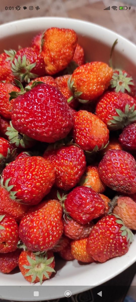 Продам саженцы клубники одноразовой