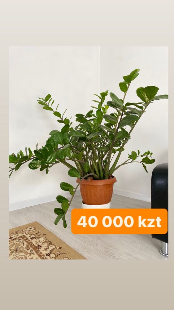 Продам комнатные цветы срочно