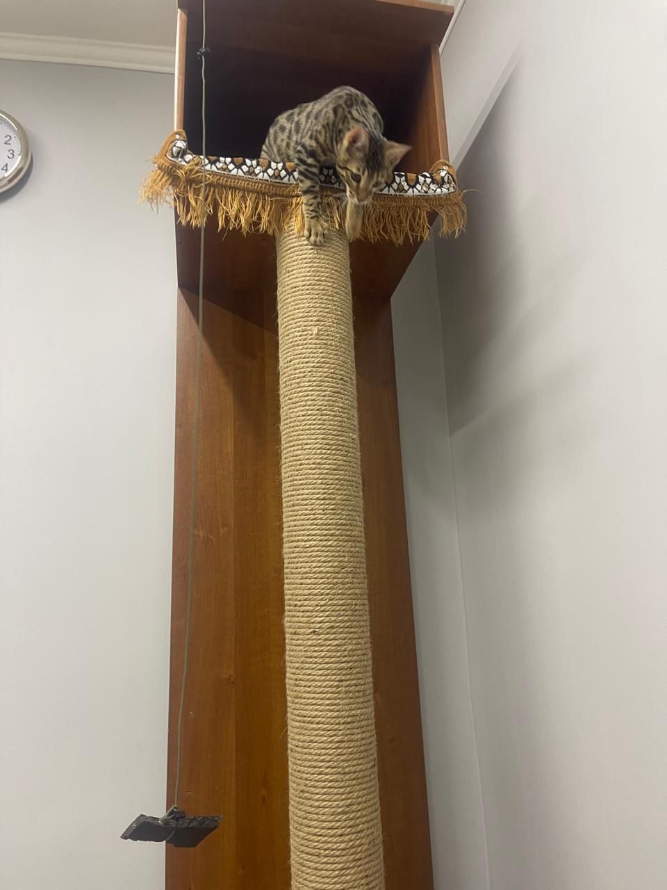 Когтеточка для кота