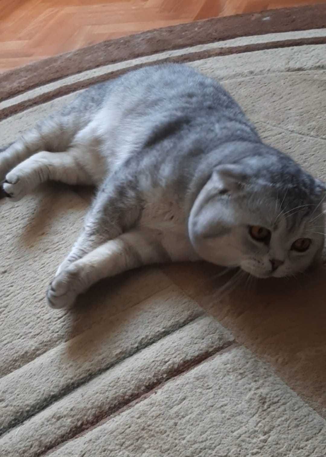 Котята скоттиш фолд