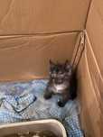 Котята в добрые руки, бесплатно