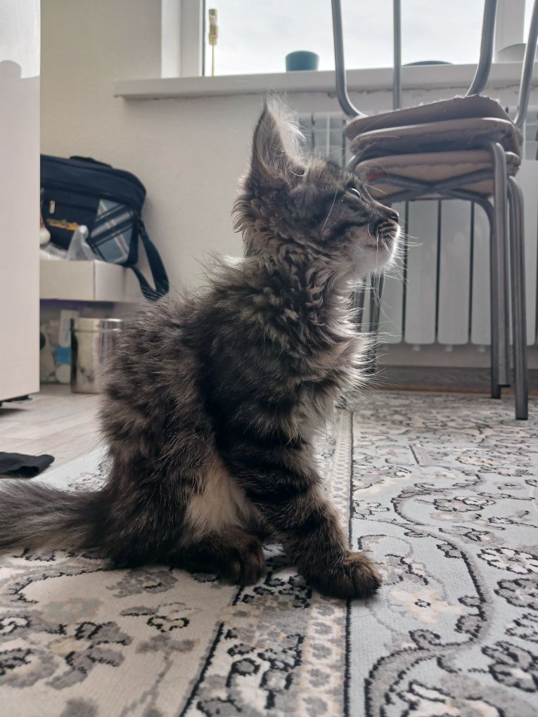 СРОЧНО Отдаю котёнка.Г.Каскелен