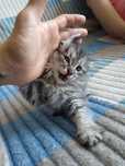 Отдам в добрые руки котёнка