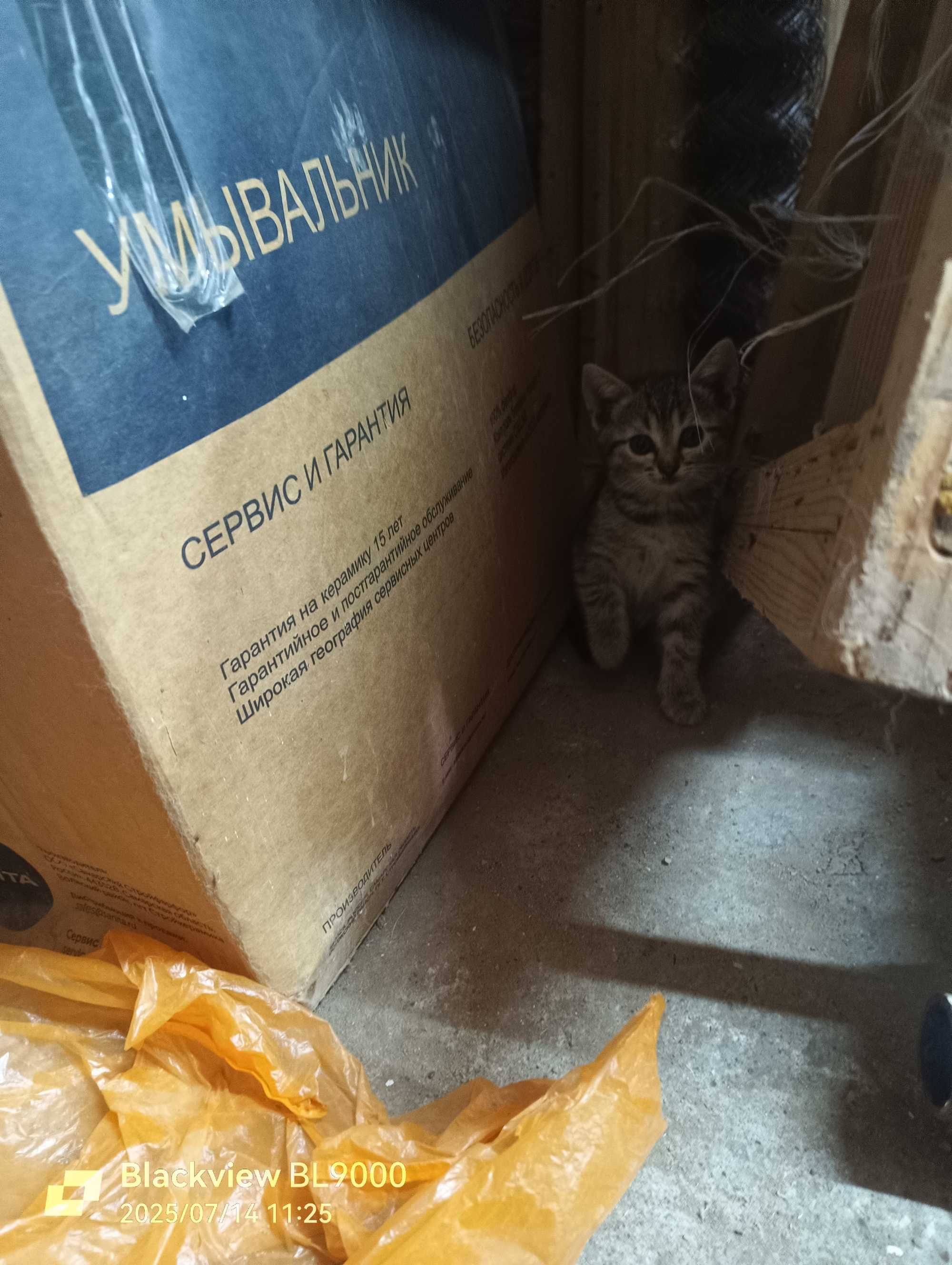 котята в добрые руки