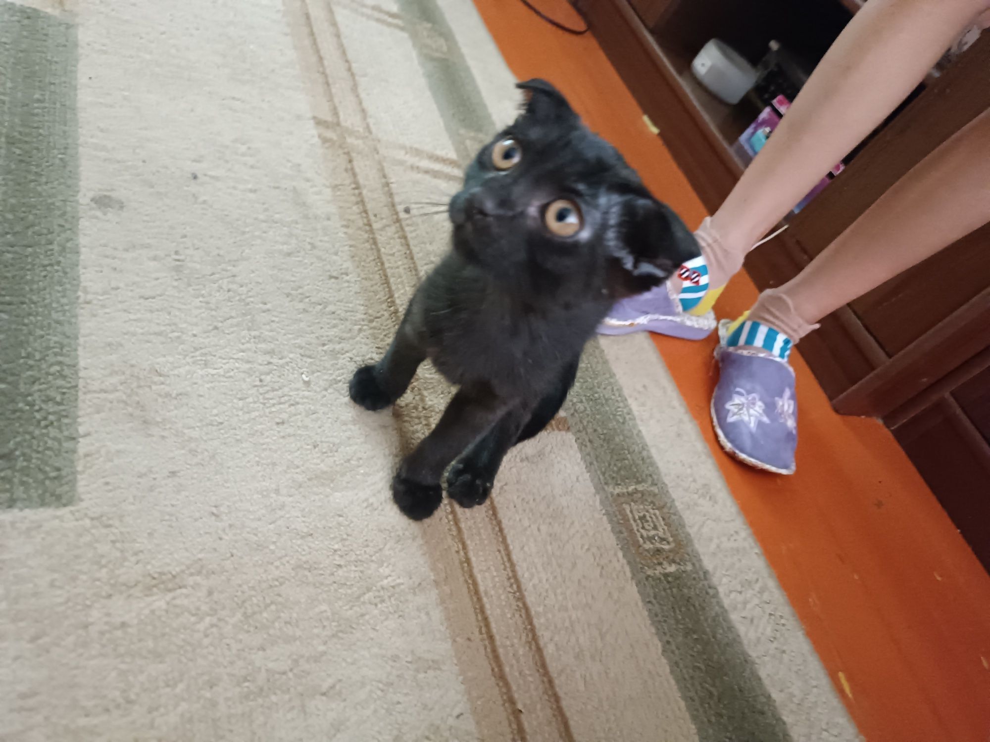 Отдам бесплатно котенка