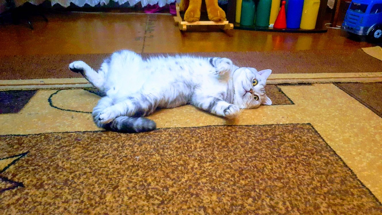 Вязка. Шотландец(скоттиш-страйт)