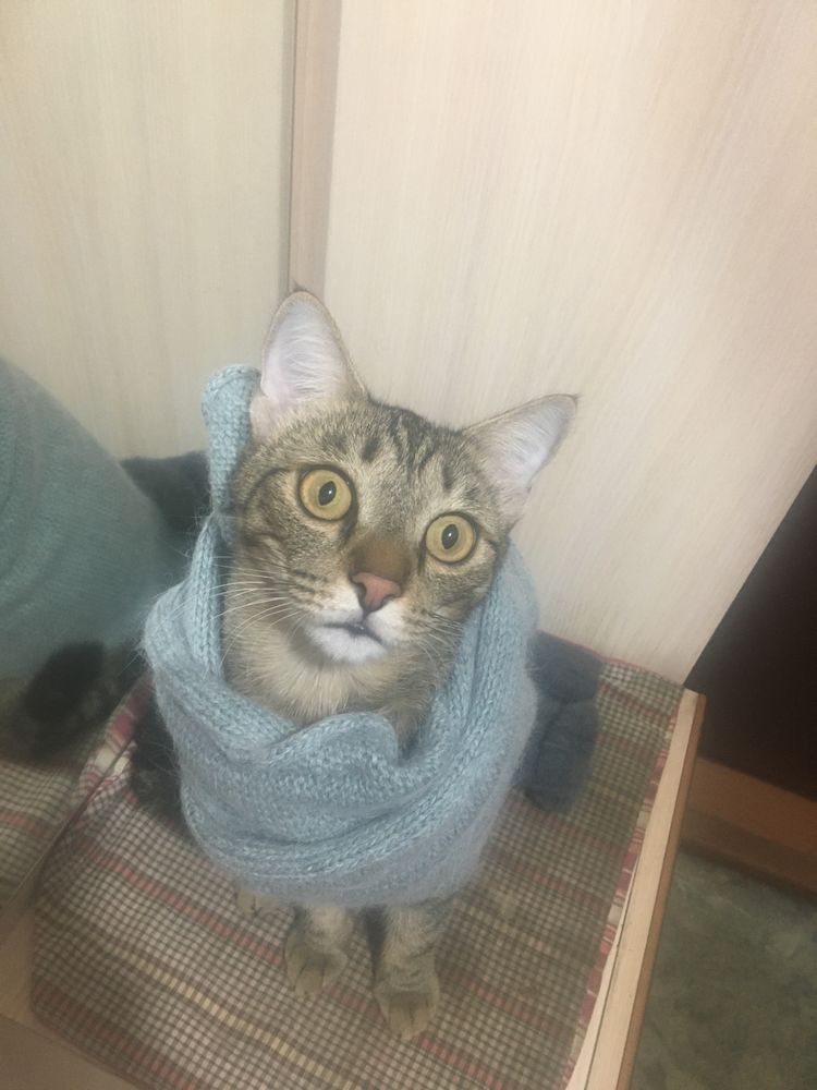 Кастрированный котик подросток ждёт любящую хозяйку