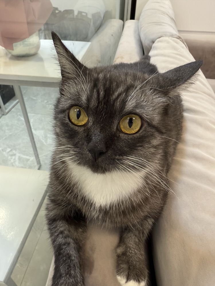 Кошка Мишель ищет семью