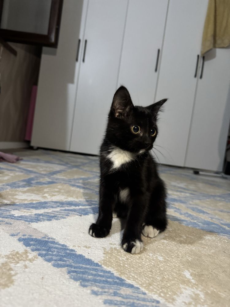 Котенок 2 месяца