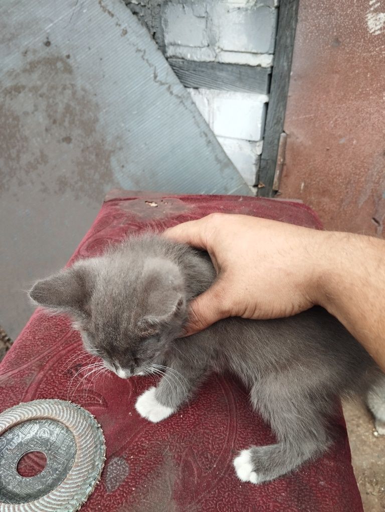 Отдам в добрые руки
