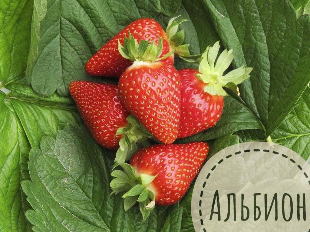 Клубника саженцы клубники