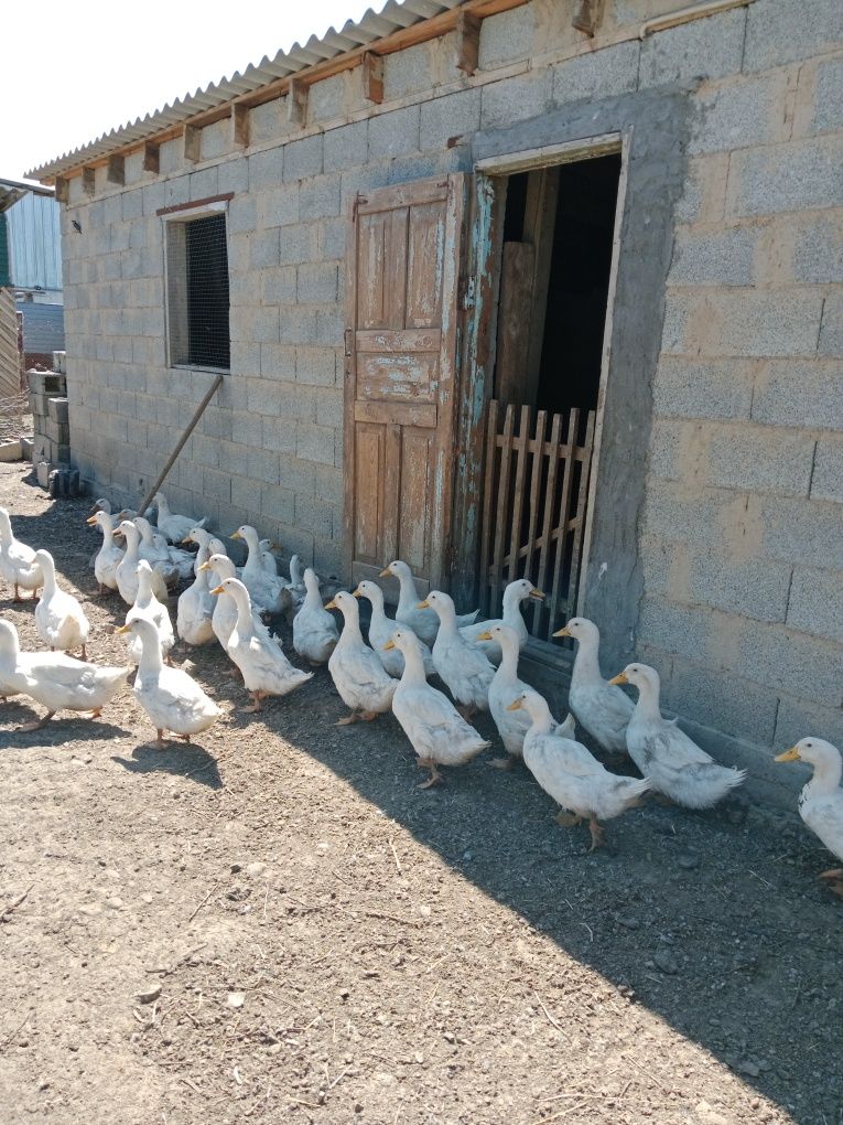 Қаздар, үйректер сатылады. Жас, семіз .