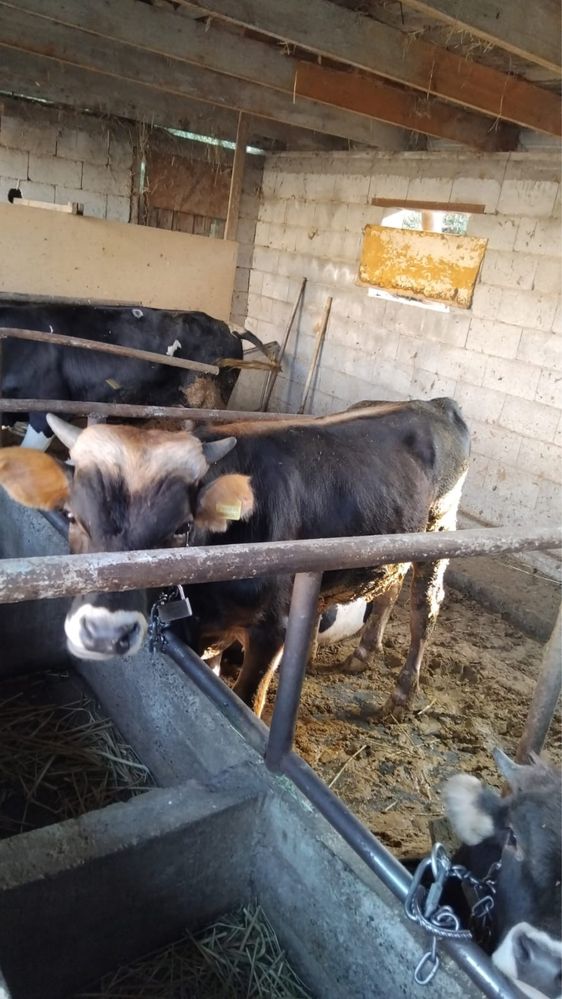 Продам бычков годовалых 9 голов