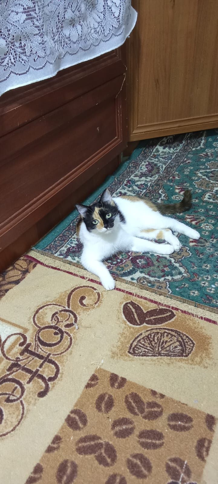 Кошечка, бесплатно