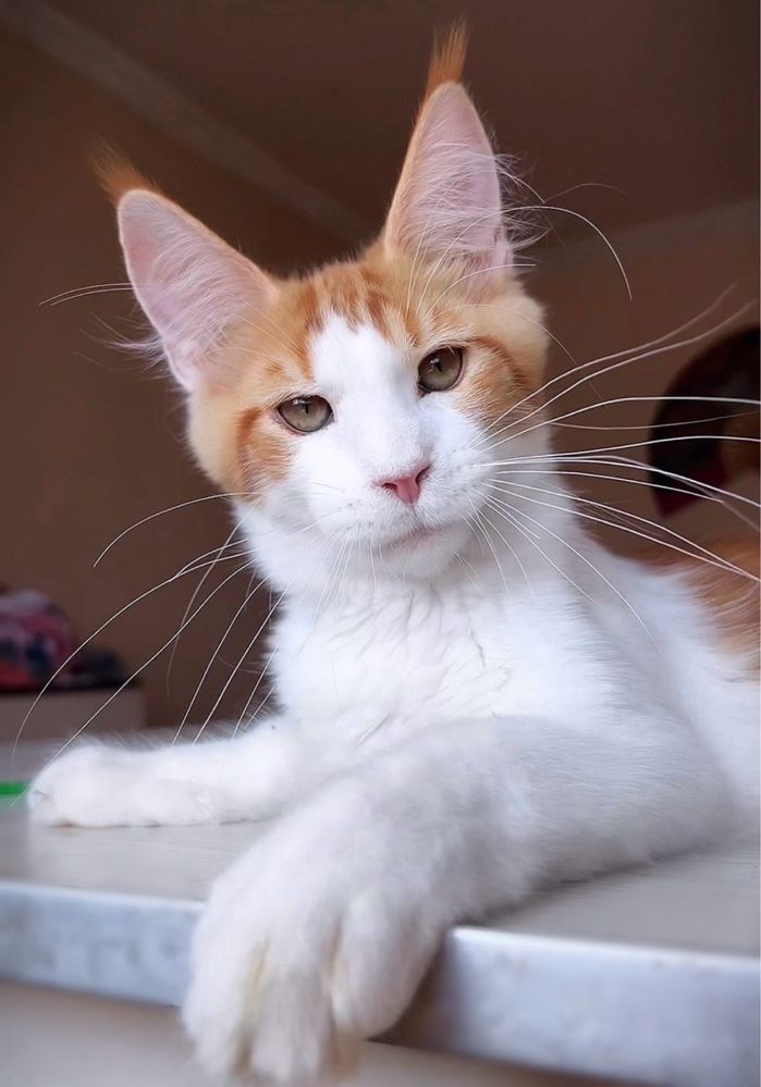 Шикарные котята мейн-кун! Цены от