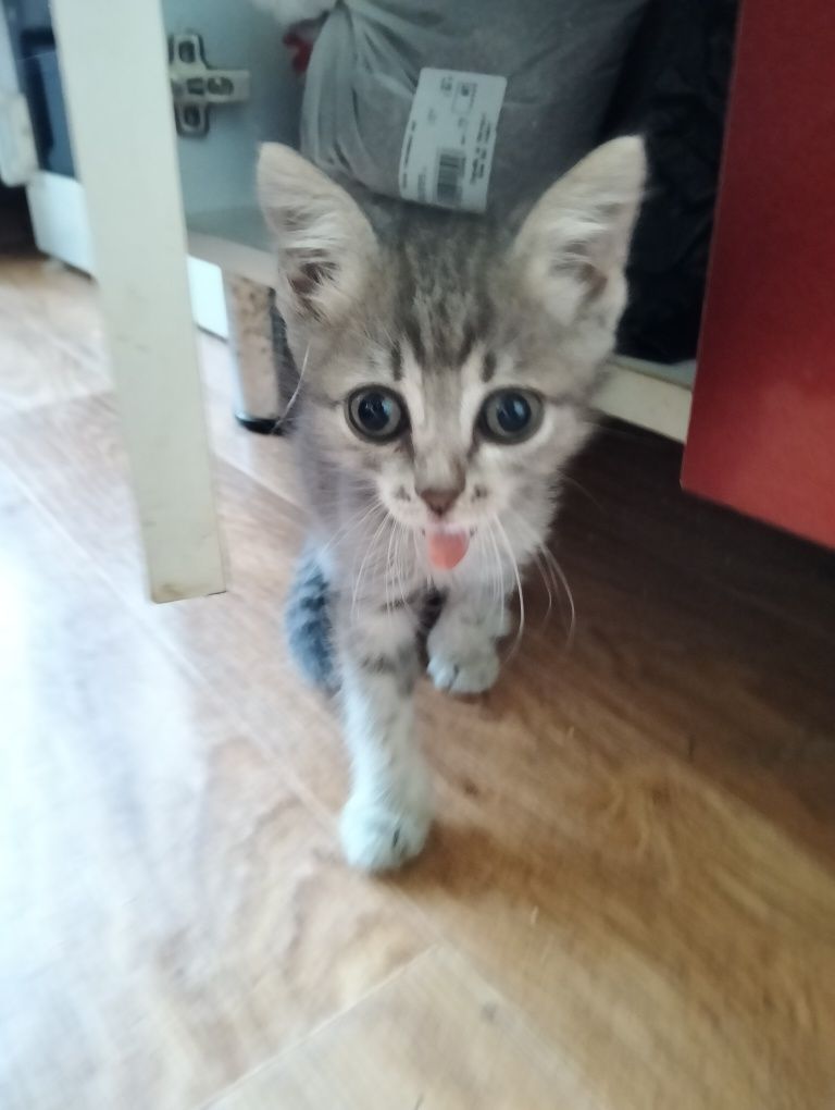 Отдам котят в добрые руки