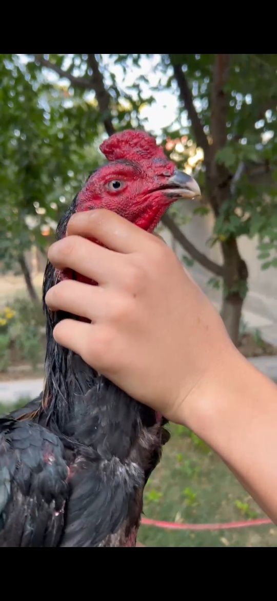 Продаётся дакан петух