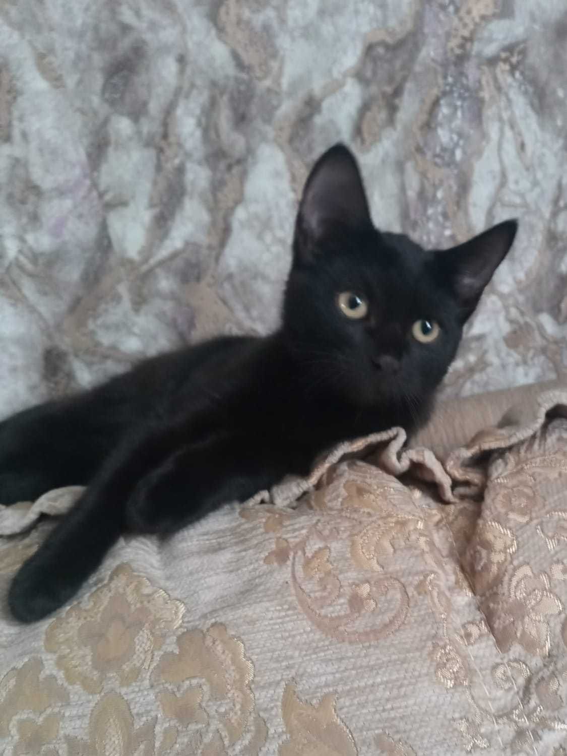 Отдам в добрые руки кошечку