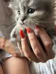 Срочно отдаем  котят в хорошие руки