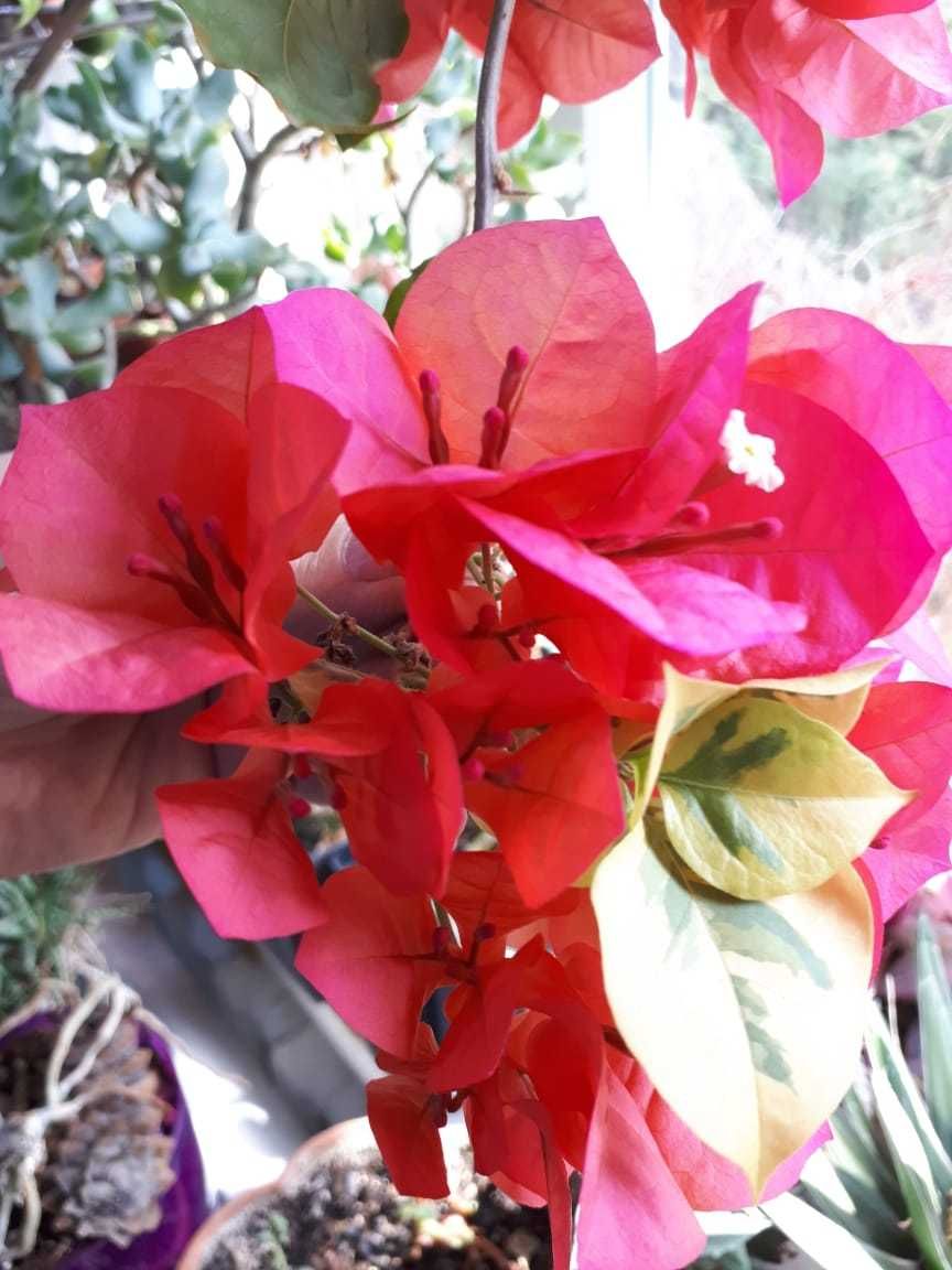 Бугенвиллия Bougainvillea