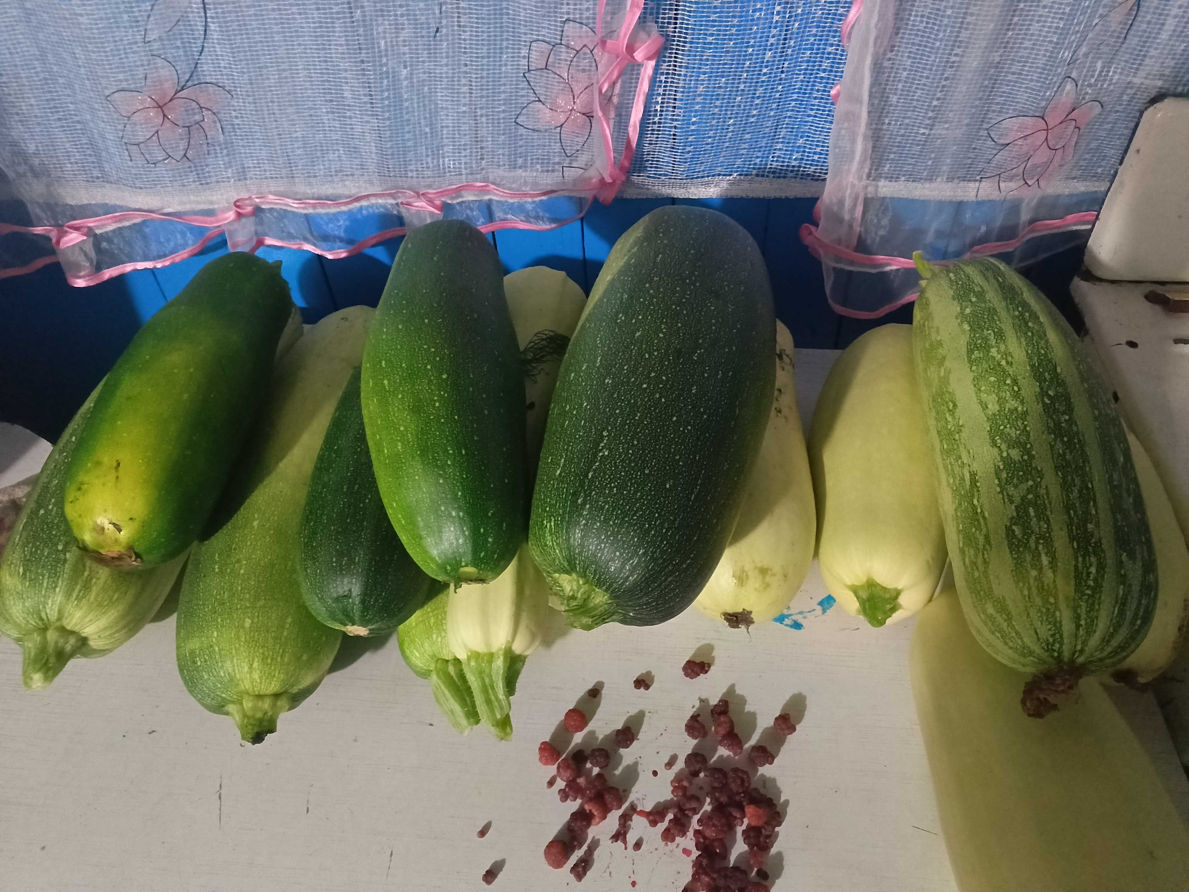 Кабачки домашние