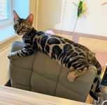 Эксклюзив! Шикарные Бенгальские котятки
