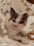 Отдам котят,три девочки, котята классные!
